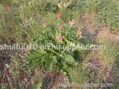 Pure Natural Rhubarb Extract