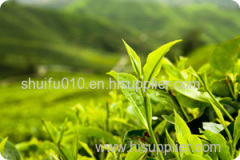 High Purity Green Tea Extract