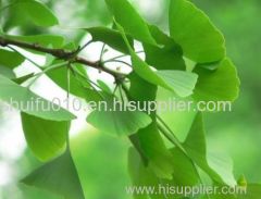 Ginkgo Biloba Extract Ginkgo Biloba Extract