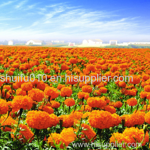 Marigold Flower Extract Lutein
