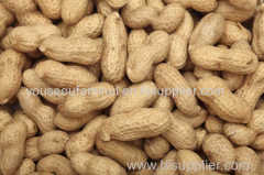 Blanched Apricot Seeds for sale