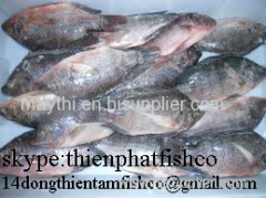 red tilapia black tilapia for sale