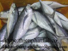 we sell horse mackerel with good price