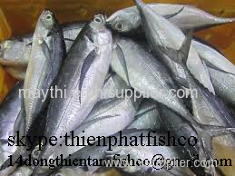we sell horse mackerel with good price