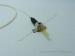 1310nm High Power DFB Laser Diode 2.5Gb/s For GSM Transmission