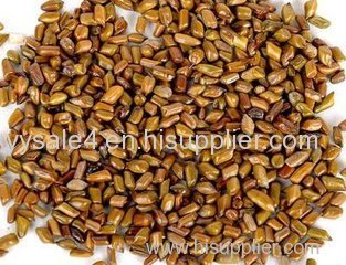 Free 5: 1 10: 1 20: 1Natural Plant Extract Powder Cassia Seed Extract/ Cassia Obtusifolia Extract/Cassia Tora Seeds Ext