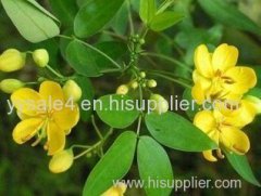Free 5: 1 10: 1 20: 1Natural Plant Extract Powder Cassia Seed Extract/ Cassia Obtusifolia Extract/Cassia Tora Seeds Ext