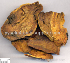 Pure Organic Natural Free Sample Chinese Rhubarb Root P.E./Rheum Palmatum/Rhodiola Rosea P.E Extract