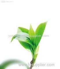 Factory China Supplier Best Quality Green Tea Extract Green Tea P.E.
