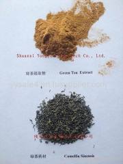 Factory China Supplier Best Quality Green Tea Extract Green Tea P.E.