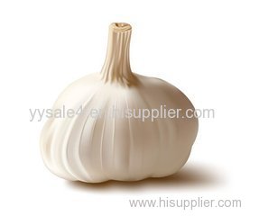 Hot Sale Free Sample Food Grade 1% 2% 5% Allicin Black Garlic Plant Extract Powder