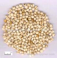 Hot Sale Natural Organic semen coicis extract/Semen Coicis P.E. Coix seed flour