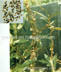 Free sample best price pure natural Semen Cuscutae Chinese Dodder Seed Extract