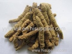 Top Quality Morinda officinalis How Medicinal Indianmulberry Root P.E. Extract