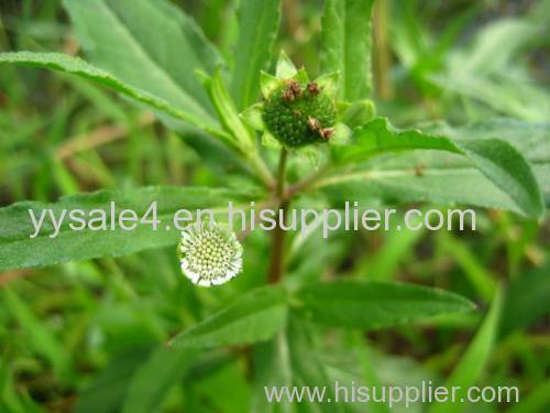 Supplier manufactury 10:1 Eclipta prostrasta L. Extract powder by TLC