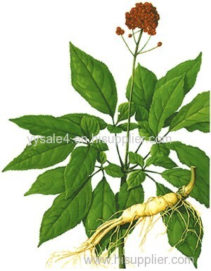 Best Price Medical Grade Manufacturer Ginseng Extract/Ginseng P.E. Extract