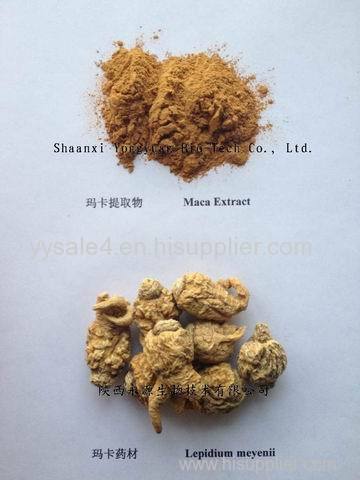Pure natural macamide 10:1 Lepidium meyenii/Maca root Extract Organic Maca Powder