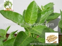 Factory Supply 4:1 10:1 Ashwagandha Extract/Withania somnifera P. E.