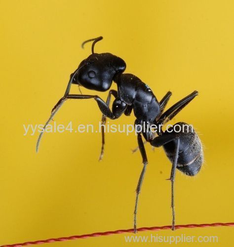 manufacture direct supply high quality 5:1 Polyrhachis vicina Roger/Black Ant P.E.