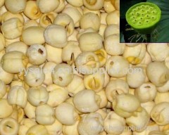 Best Sell 10:1 Lotus seed Extract/Semen Nelumbinis Extract