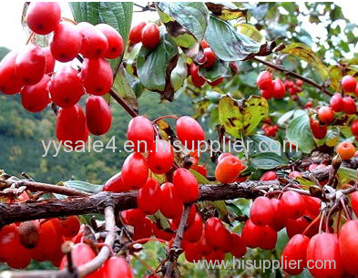 100% lowest price Dogwood extract 10:1 Cornus officinalis extract/ Asiatic Cornelian Cherry Fruit extract