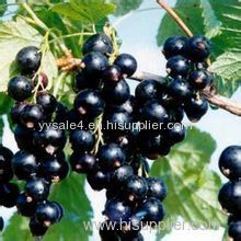 Hight Quality Food grade Organic Black Currant Extract Anthocyanidin 15% 25% 35% by UV