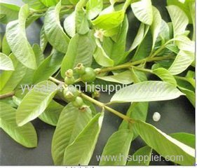 Factory Supply High Quality Pure natural 4:1 10:1TLC Guava Leaf extract powder