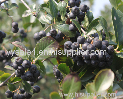 China supplier Anthocyandins 10%Black Chokeberry Extract/Aronia Extract/ Aronia Melanocarpa Anthocyanin