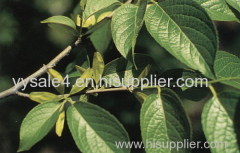 Top quality&100% natural Eucommia Ulmoides P.E. Eucommia Leaf Extract 30% 98% Chlorogenic