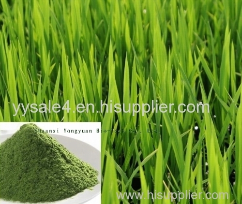 TOP Quality Natural Whole plant extract Barley Grass Extract/ Wheat grass P.E.