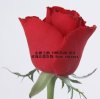 100% Natural Rose extract/ Rose petals extract 10:1 powder
