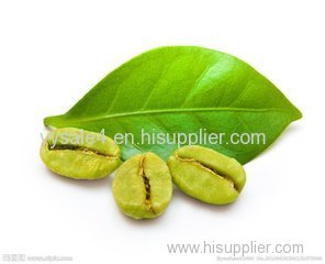 Manufacturer Plant Extract Supplement Green Coffee Bean Extract Chlorogenic 10.0-50.0%