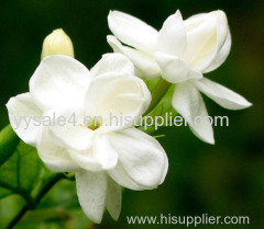 Hot sale best quality pure Jasmine Extract/ Jasmine Flower Extract/ Jasmine Tea Extract