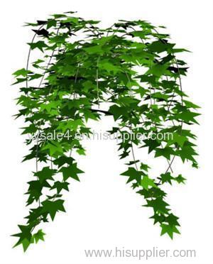 Best Price Ivy extract/Hedera Helix Extract/Hedera Helix (Ivy) Extract Ivy total saponins 10% 20%/35%UV