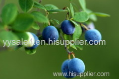 High Quality with Good Price Natural Blueberry Extracts/ Blueberry Leaf Extract
