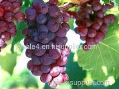 High quality and lowest price 100% Natural OPC 95% Grape seed P.E. extract