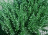 Hot sale Plant extract Rosemary Extract/Carnosic Aci/Rosmarinic cid/rsolic