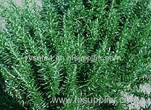 Hot sale Plant extract Rosemary Extract/Carnosic Aci/Rosmarinic cid/rsolic