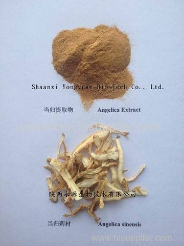 100% Natural Chinese plant Angelicae P.E. Dong Quai Root P.E. Extract 1%/0.5%/ 10:1