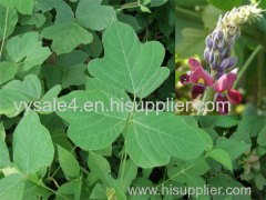 Best price Kudzu Root extract Puerarin 98%/Isoflavones 40%