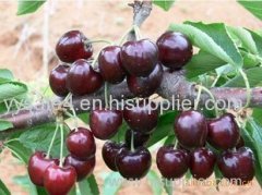 Hot sell Tart Cherry Extract/Black Cherry Extract/Prunus serotina fruit juice powder/Cherry Stem Extract