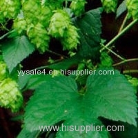 High Quality Natural Hops Extract/ European Hop Spike Extract