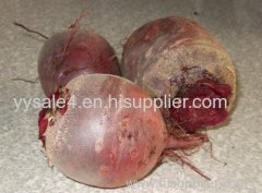 Chinese Factory Supply 10:1 Beet root extract/ Beta vulgaris L.powder