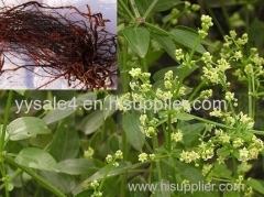 India Madder Root Extract/ Extract Rubia Cordifolia Radix