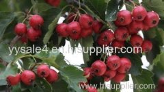 Hot sale HawthornFlower and Leaf Extract/Hawthorn leaf Extract/ Crataegi folium cum flore Extract
