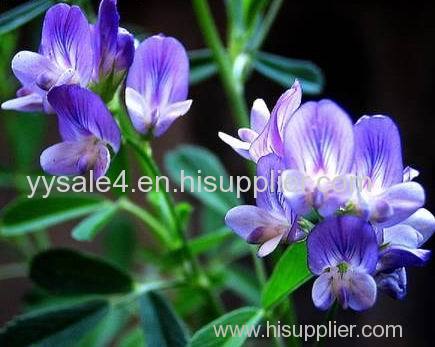 Manufacturer Supplier 10:1 Alfalfa Extract/Medicago sativa L. powder