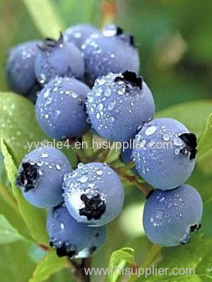 Factory Supply best price 100% Pure Natural Cranberry Extract Bilberry P.E.