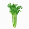 Best Selling Natural Organic 10:1 Celery Seed Extract