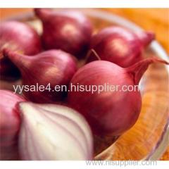 100% Organic 5:1 10:1 20:1 1%Quercetin watersoluble Onion Extract powder