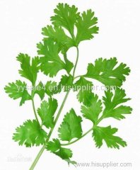 Hot sales Bulk Petroselinum Crispum Extract/Parsley Extract powder 10:1